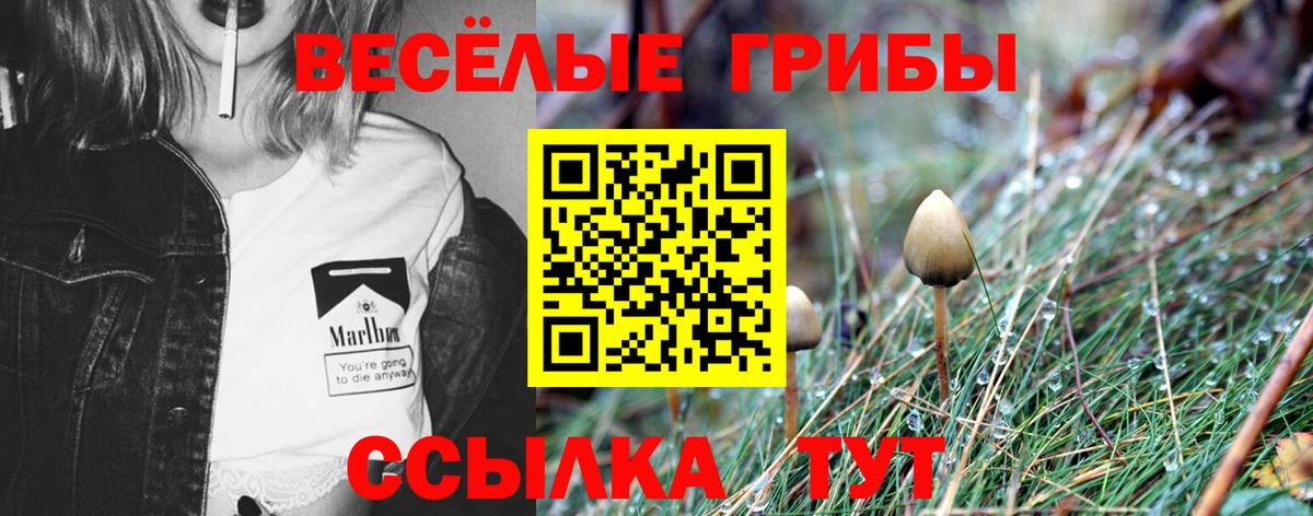 Псилоцибиновые грибы мицелий  Пятигорск 